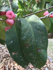 Syzygium malaccense