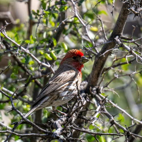 Camachuelo mexicano (Haemorhous mexicanus)