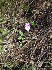 Primula mistassinica