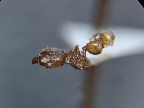 Pheidole flavens