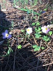 Oxalis caprina
