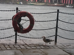 Larus argentatus