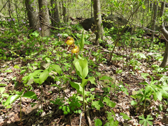 Cypripedium parviflorum pubescens