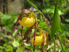 Cypripedium parviflorum pubescens