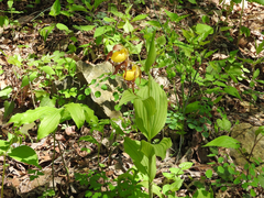 Cypripedium parviflorum pubescens