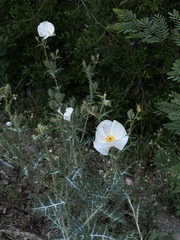 Argemone grandiflora, photograph (c) Andrea Villarreal Rodríguez, some rights reserved (CC BY)