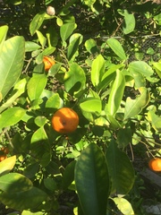 Citrus × microcarpa