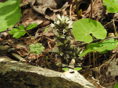 Obolaria virginica