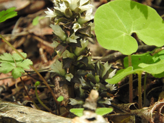 Obolaria virginica