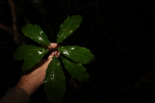 Image of Sloanea woollsii by (c) Greg Tasney, some rights reserved (CC BY-SA)