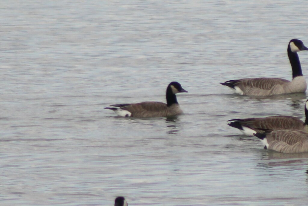 Canada Goose From Jefferson County ID USA On March 23 2024 At 10 08 canada-goose-from-jefferson-county-id-usa-on-march-23-2024-at-10-08