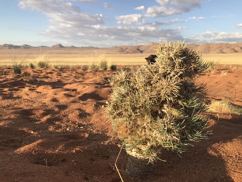 Euphorbia namibensis
