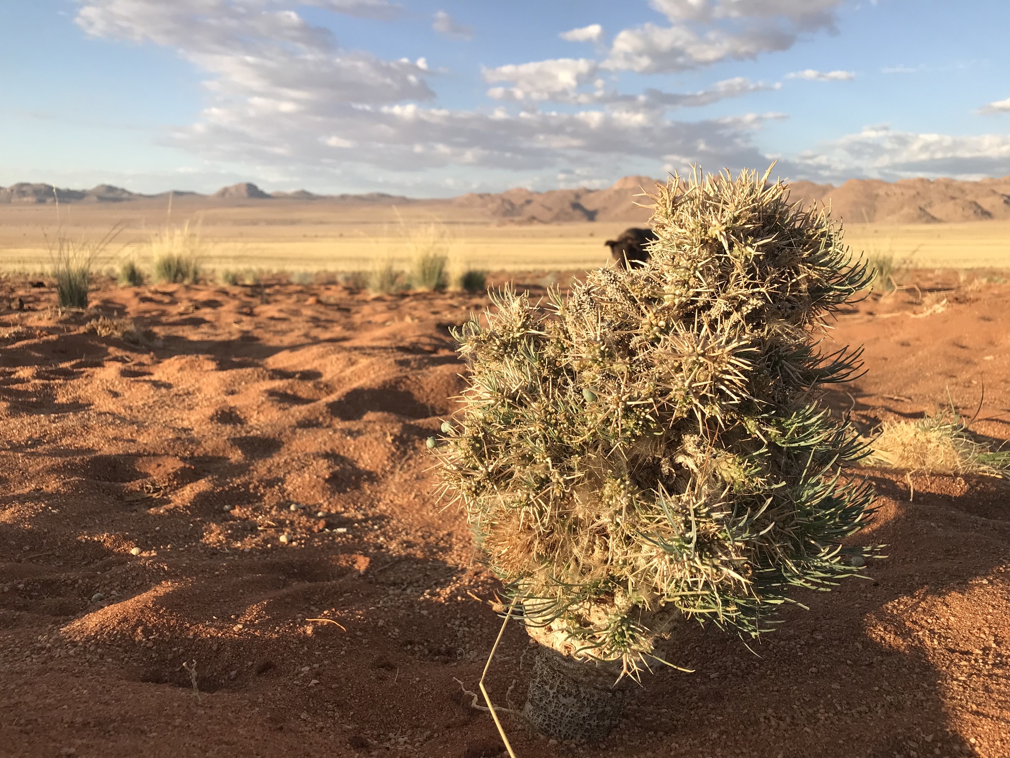 Euphorbia namibensis