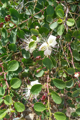 Capparis