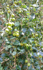 Ziziphus spina-christi: Herkunft und Verwendung — Foto 3