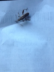 Tenosius proletarius