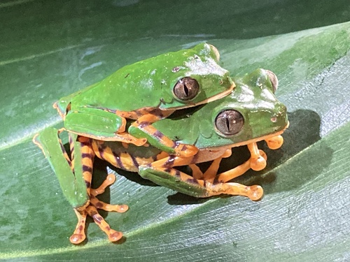 Tiger-striped Leaf Frog