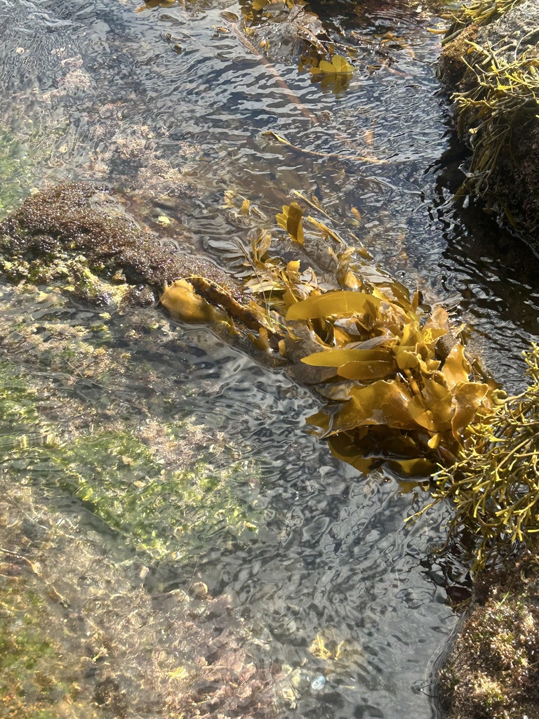 Feather Boa Kelp from Dana Point Harbor, Dana Point, CA, US on March 23
