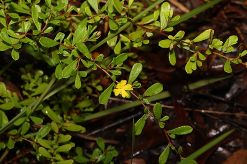 Image of Rough Guinea Flower (Hibbertia aspera) by (c) Greg Tasney, some rights reserved (CC BY-SA)