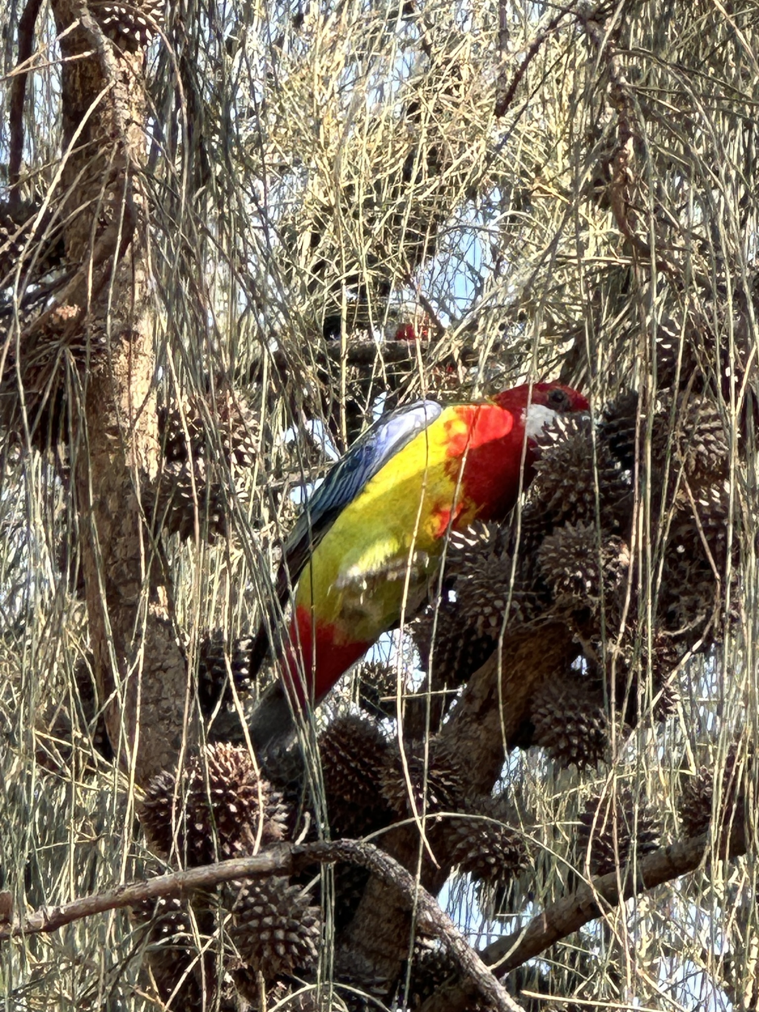 Eastern Rosella illustration