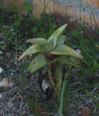 Aloe pearsonii