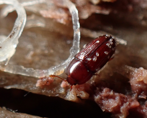 Philothermus glabriculus photo 3