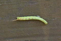 Cypoides chinensis