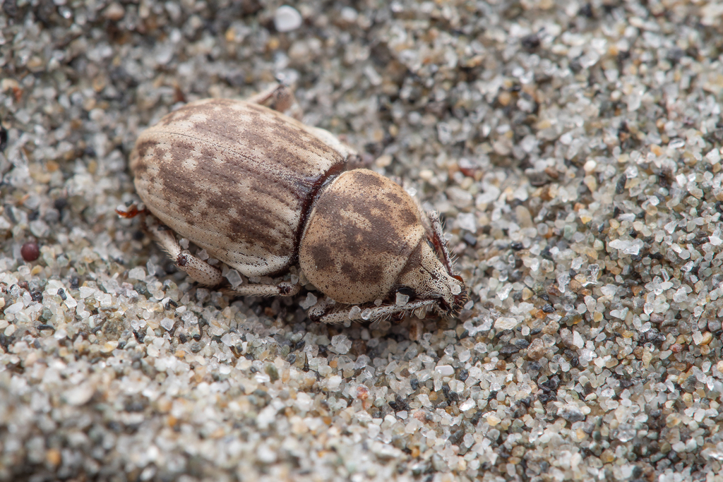 Cecyropa modesta