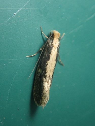 Bird Nest Moth photo 4