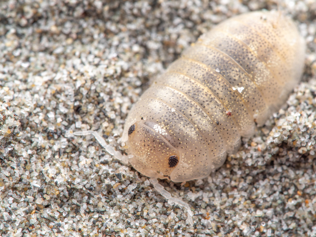 New Zealand Calloused Beach Pillbug
