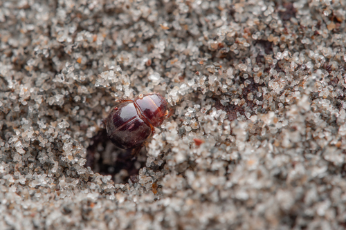 Phycocus graniceps