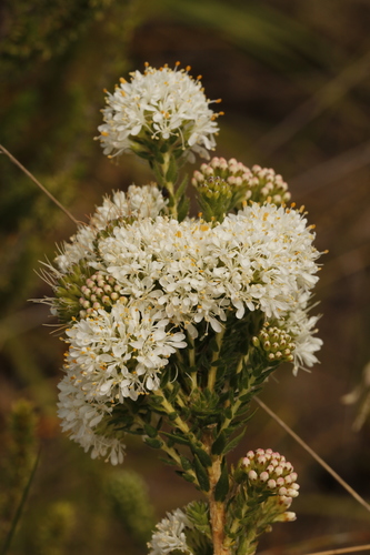 Image of Agathosma hirta by (c) Karen Eichholz, some rights reserved (CC BY)
