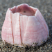 Pink Barnacle - Photo (c) Saryu Mae, some rights reserved (CC BY), uploaded by Saryu Mae