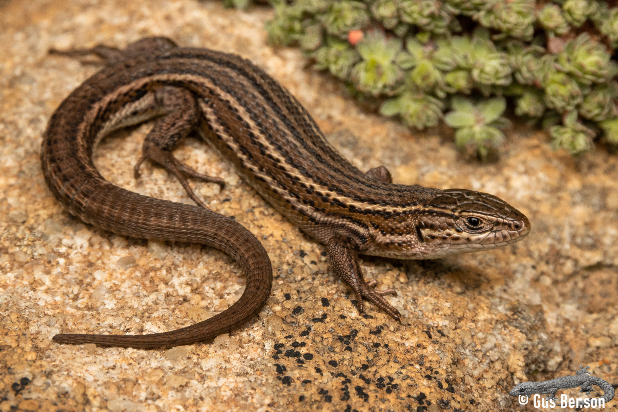 Species image
