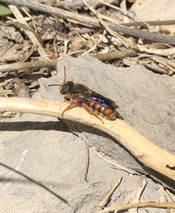 Rhodanthidium sticticum