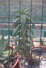 Aloe pearsonii