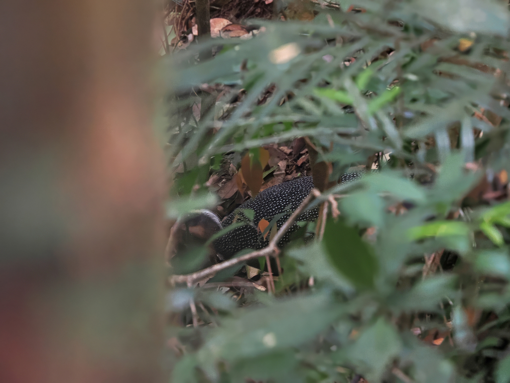 Malayan Crested Argus