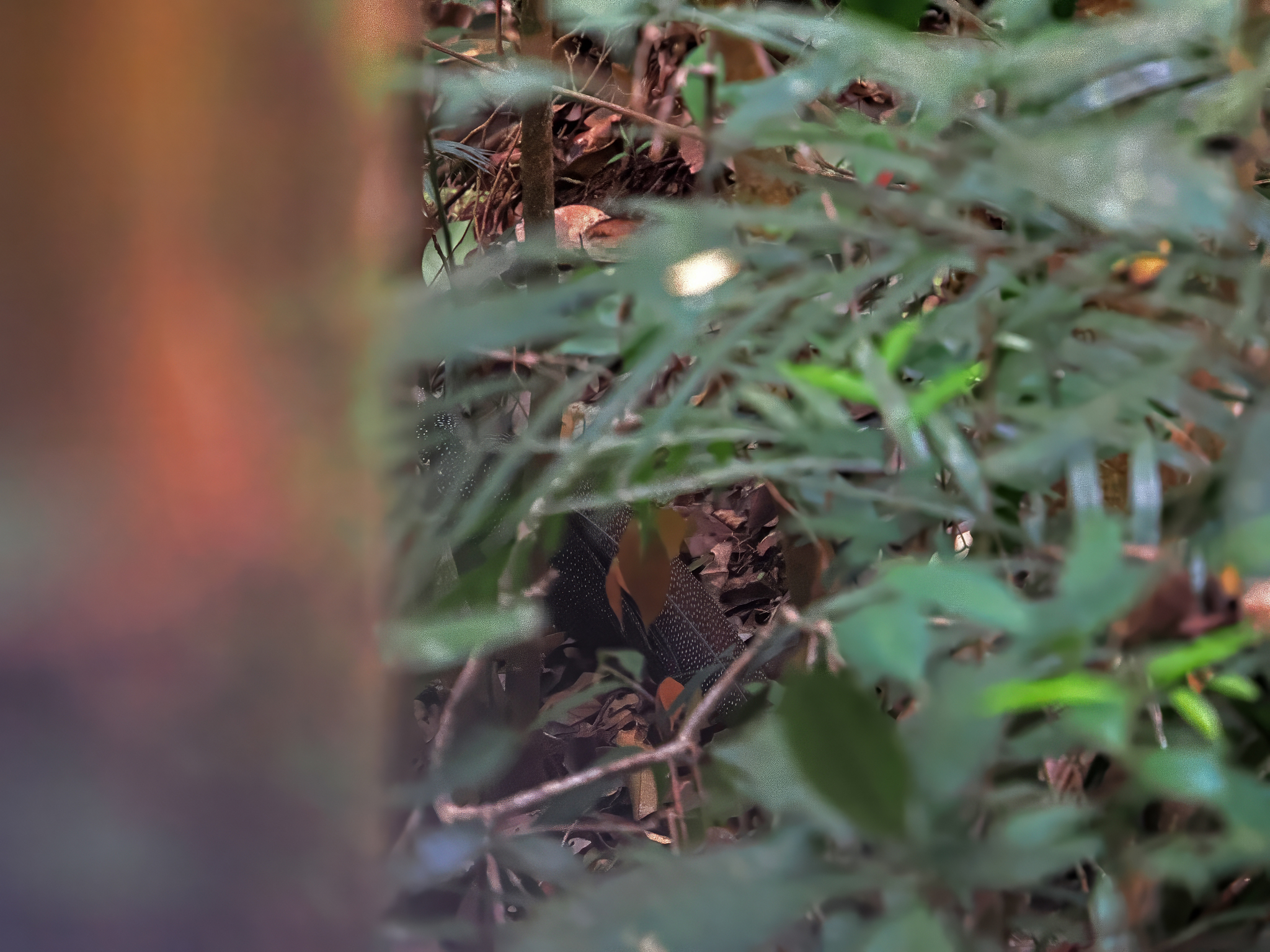 Malayan Crested Argus (Rheinardia nigrescens), photo 3