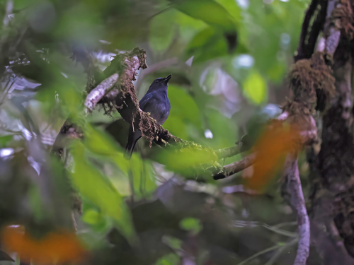 White-tailed Flycatcher (Leucoptilon concretum), photo 7