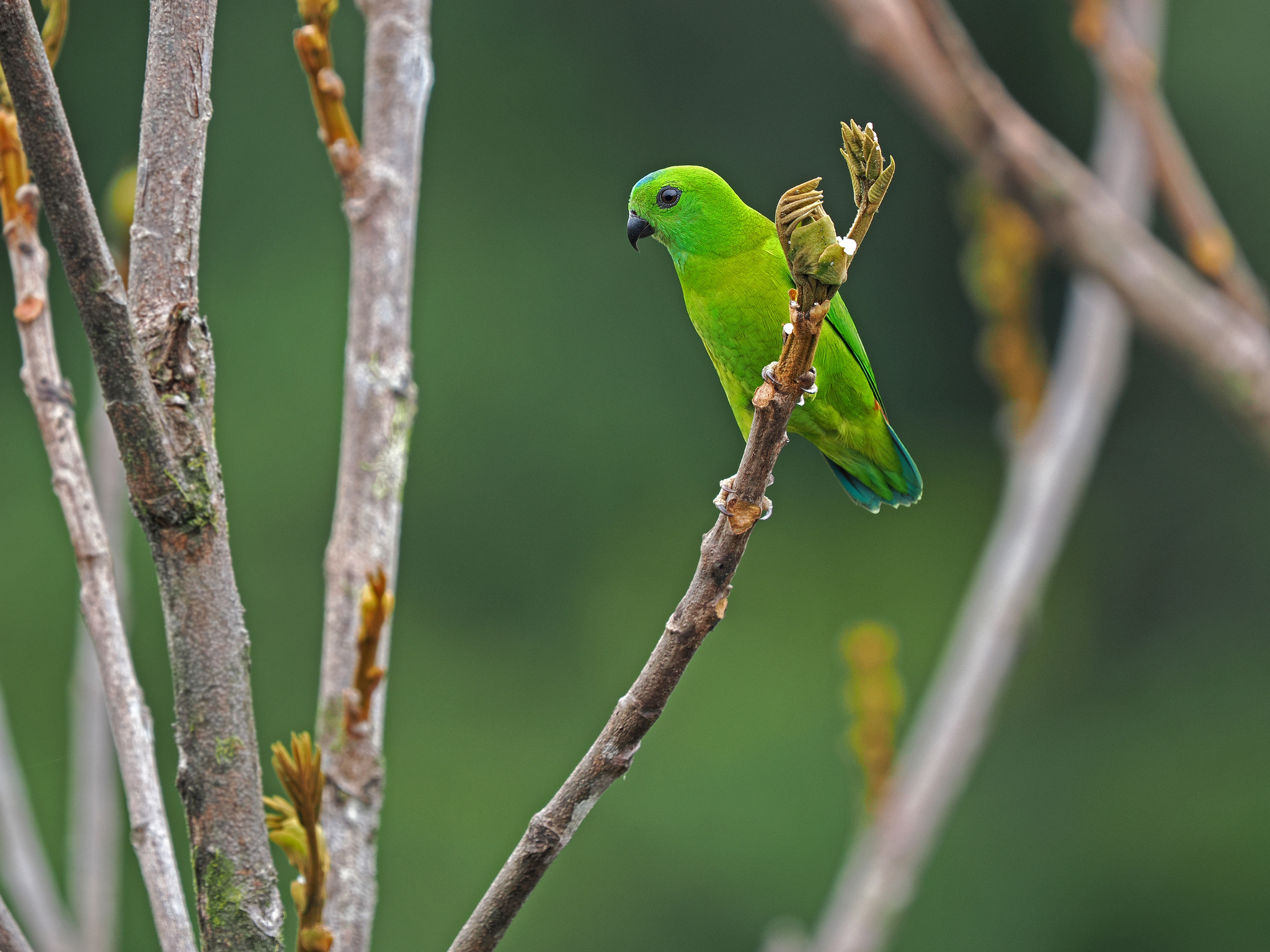 Blue-crowned Hanging Parrot