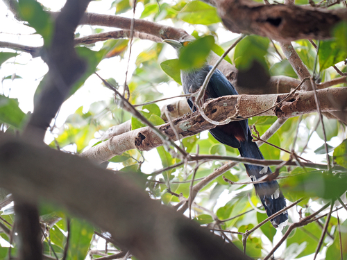 Chestnut-bellied Malkoha (Phaenicophaeus sumatranus), photo 6