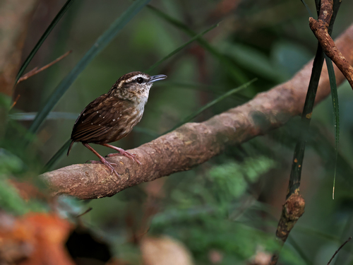 Eyebrowed Wren-Babbler (Napothera epilepidota), photo 4