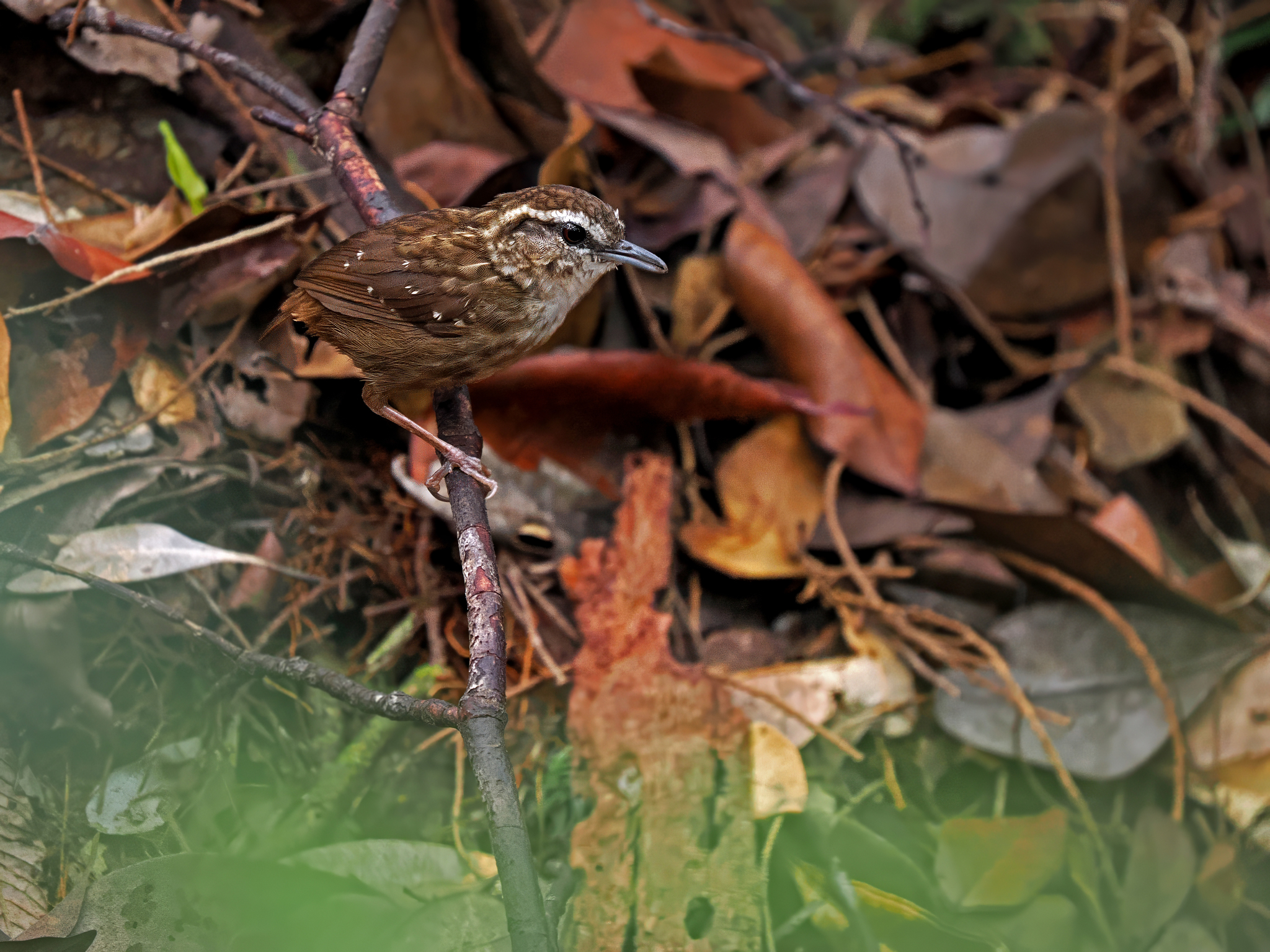 Eyebrowed Wren-Babbler
