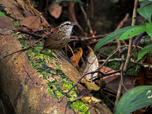 Eyebrowed Wren-Babbler (Napothera epilepidota), photo 9