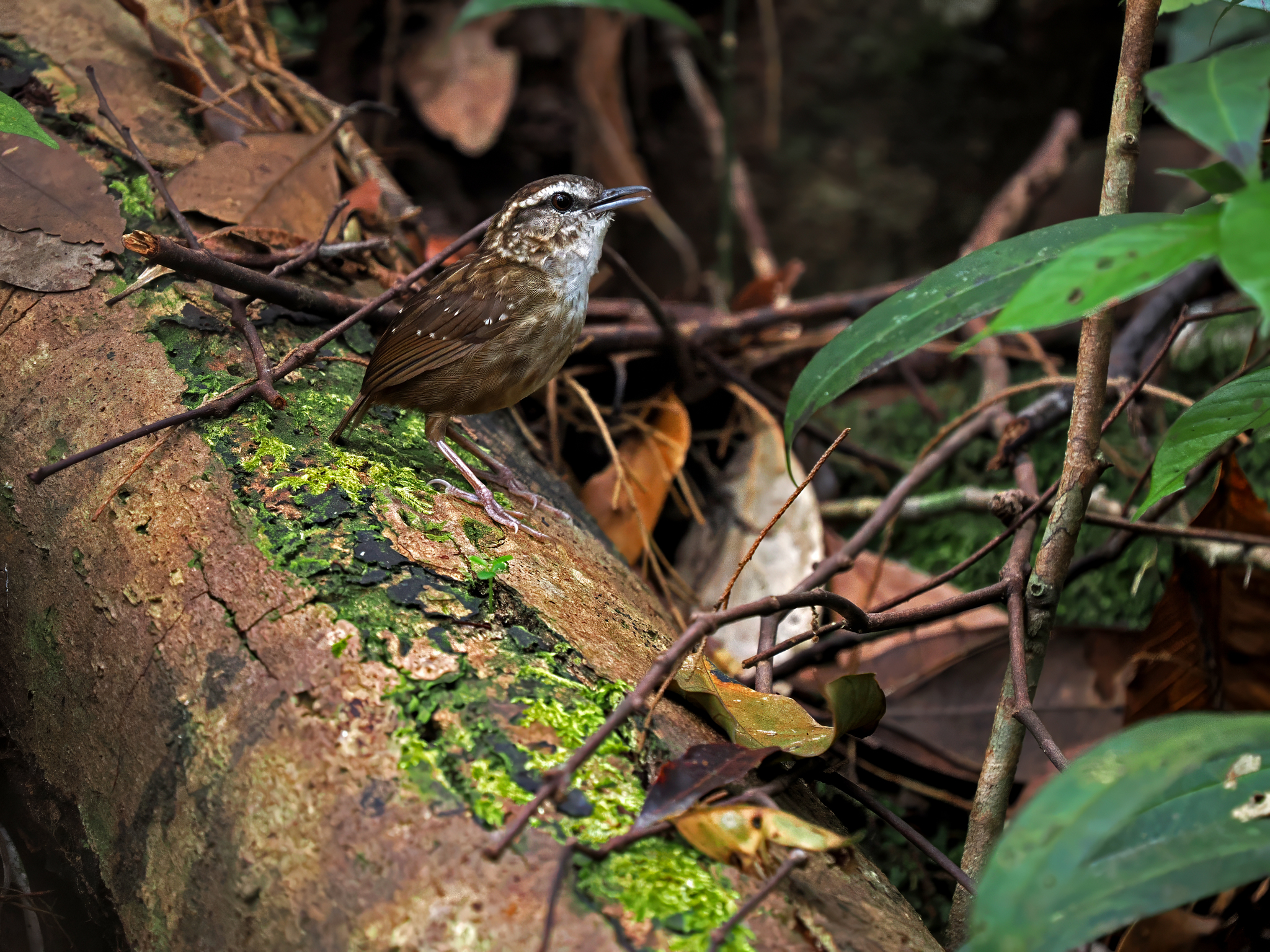 Eyebrowed Wren-Babbler