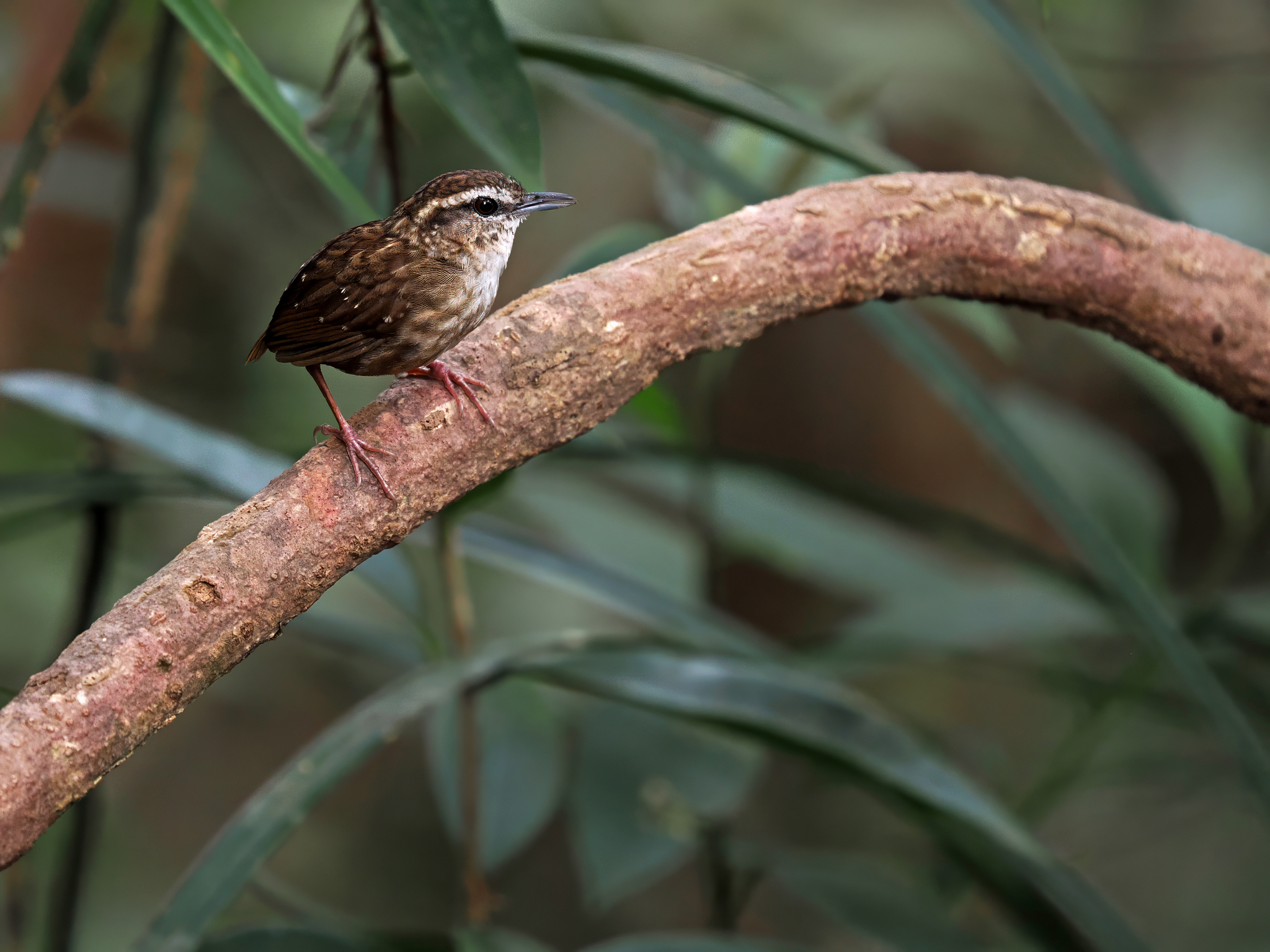 Eyebrowed Wren-Babbler