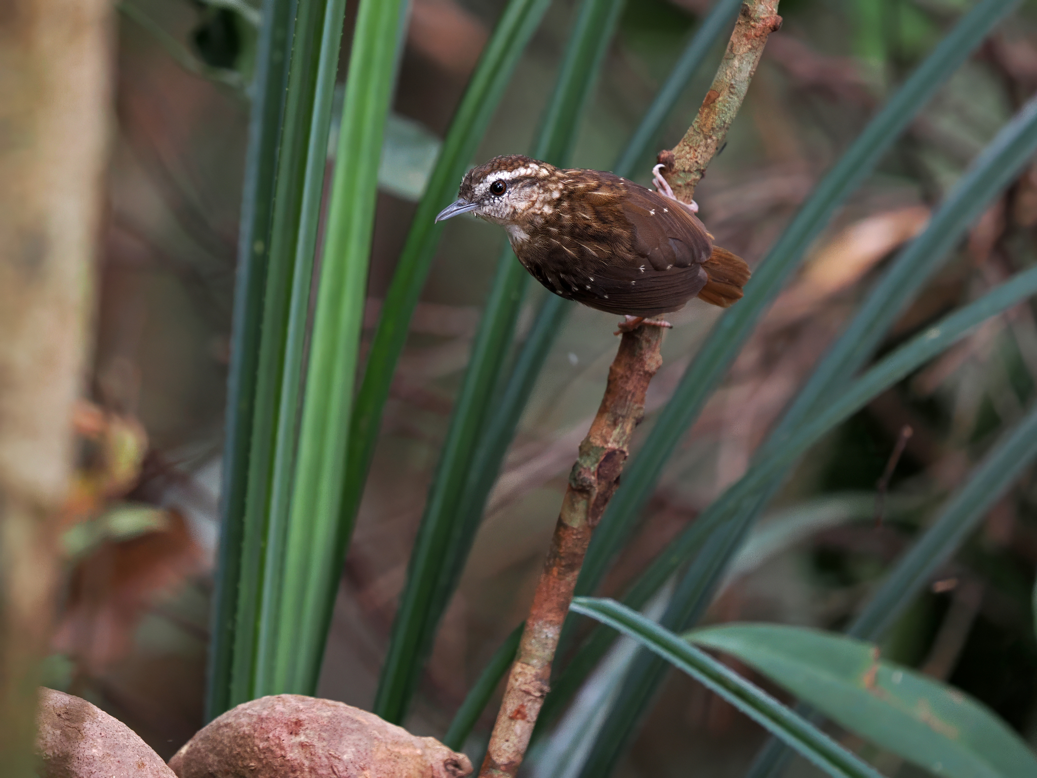 Eyebrowed Wren-Babbler
