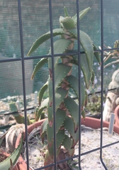 Aloe pearsonii