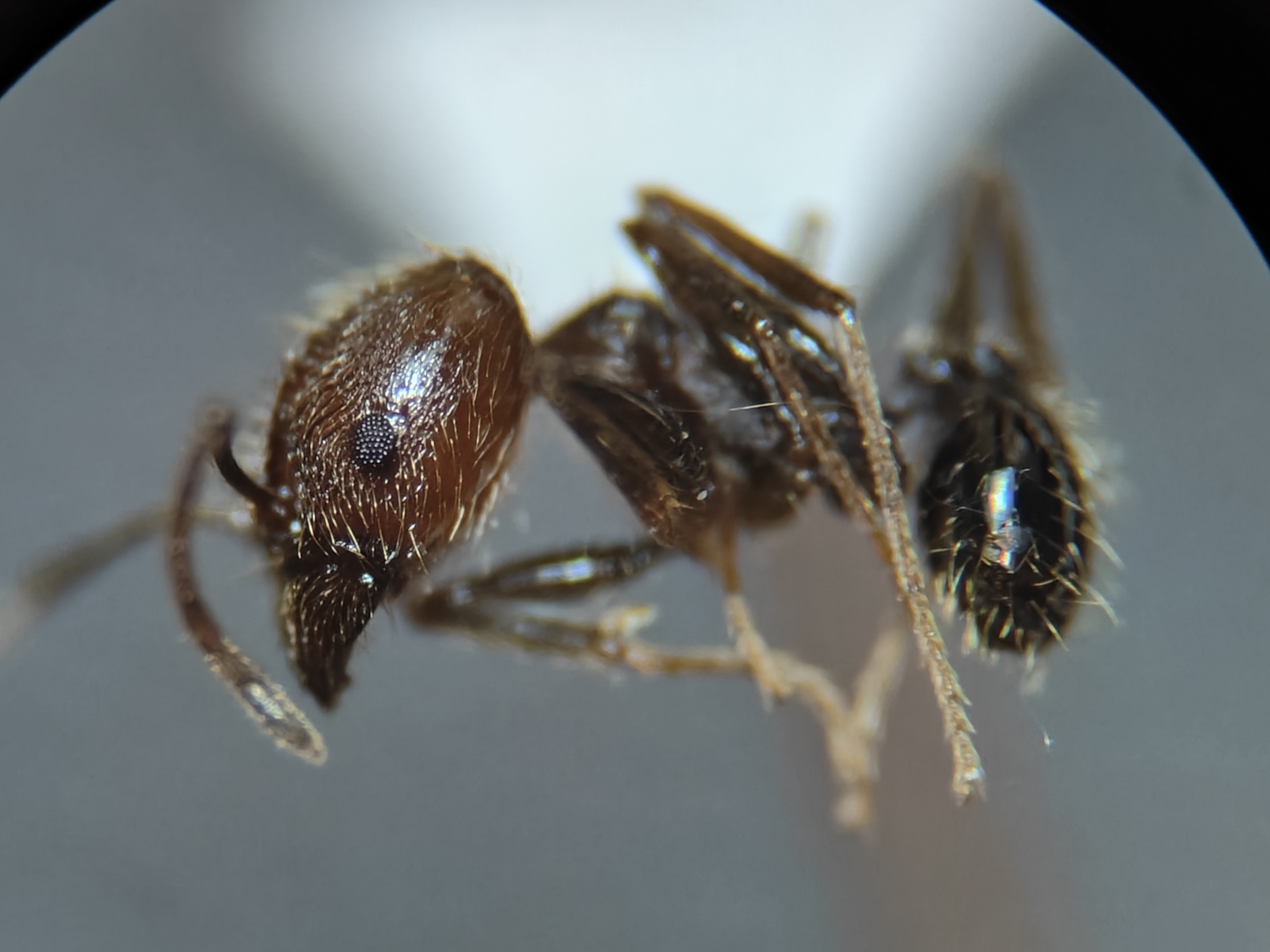 Pheidole susannae