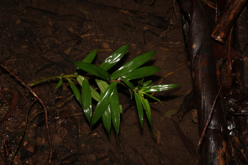 Image of Freycinetia scandens by (c) Greg Tasney, some rights reserved (CC BY-SA)